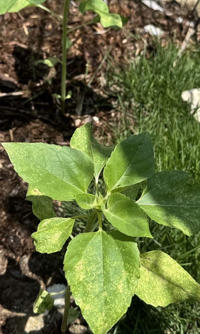 photo 20250722sunflower